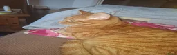 Domestic Shorthair cats for sale: For sale in Portsmouth - Advert 10