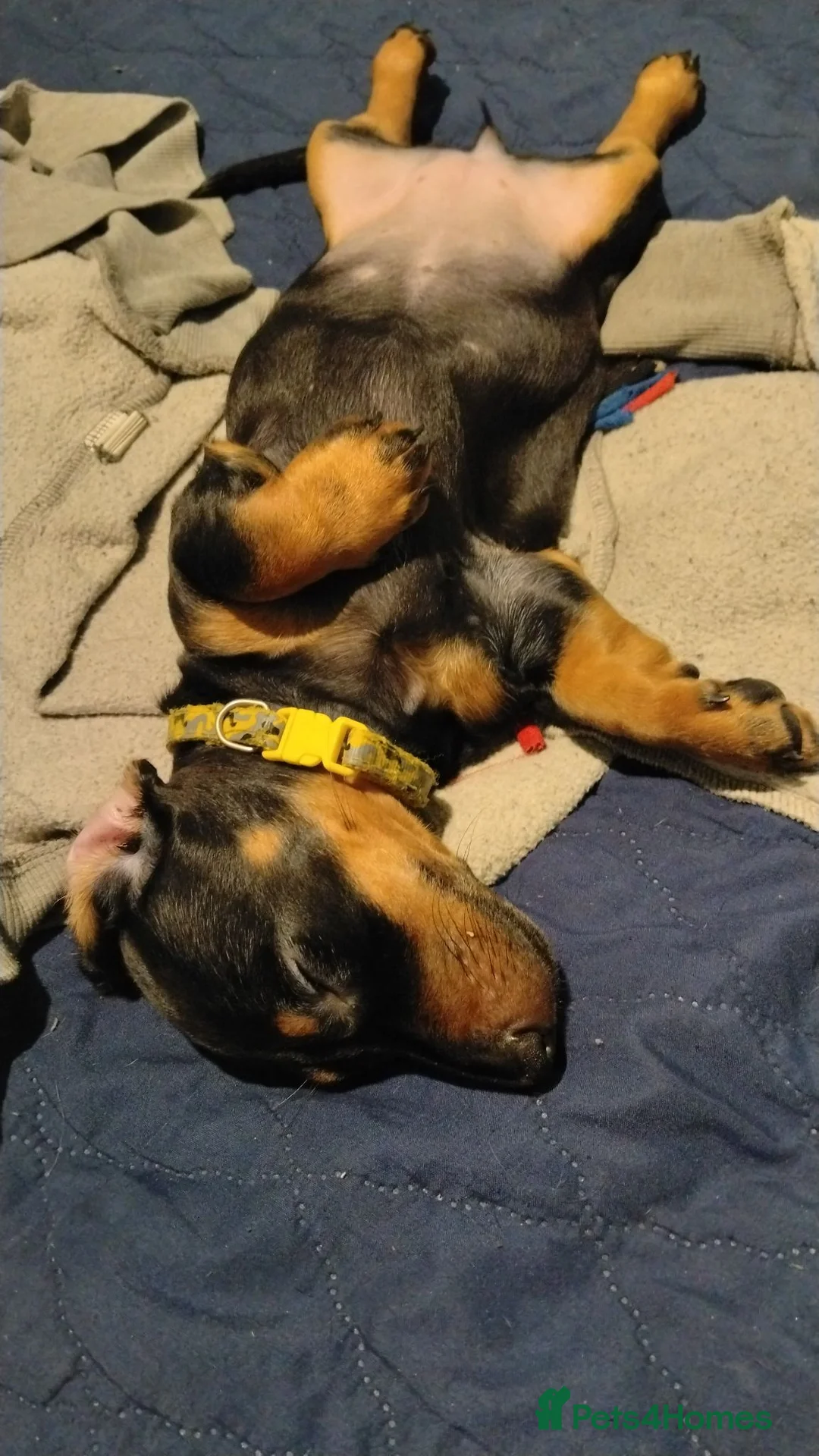 Dachshund dogs for sale: Stunning litter of dachshund puppies - Advert 2