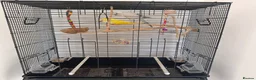 Cockatiels birds for sale: BEAUTIFUL YOUNG QUAKER / MONK PARROT BIRDS - Advert 10