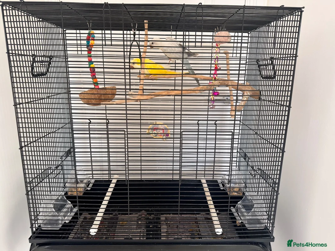 Cockatiels birds for sale: BEAUTIFUL YOUNG QUAKER / MONK PARROT BIRDS - Advert 10