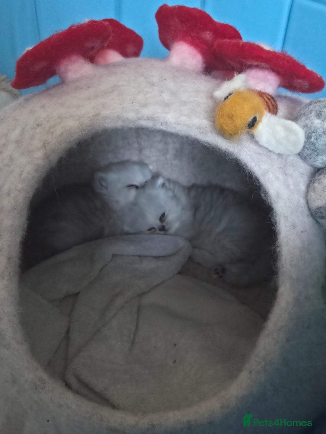 Persian cats for sale: Silvertip Chinchilla Persian- Boy & Girl Available - Advert 21