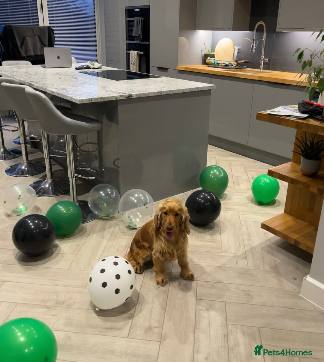 Cocker Spaniel dogs for sale: KC Reg show Type Cocker Spaniels VILLASPANIOL sire - Image 25