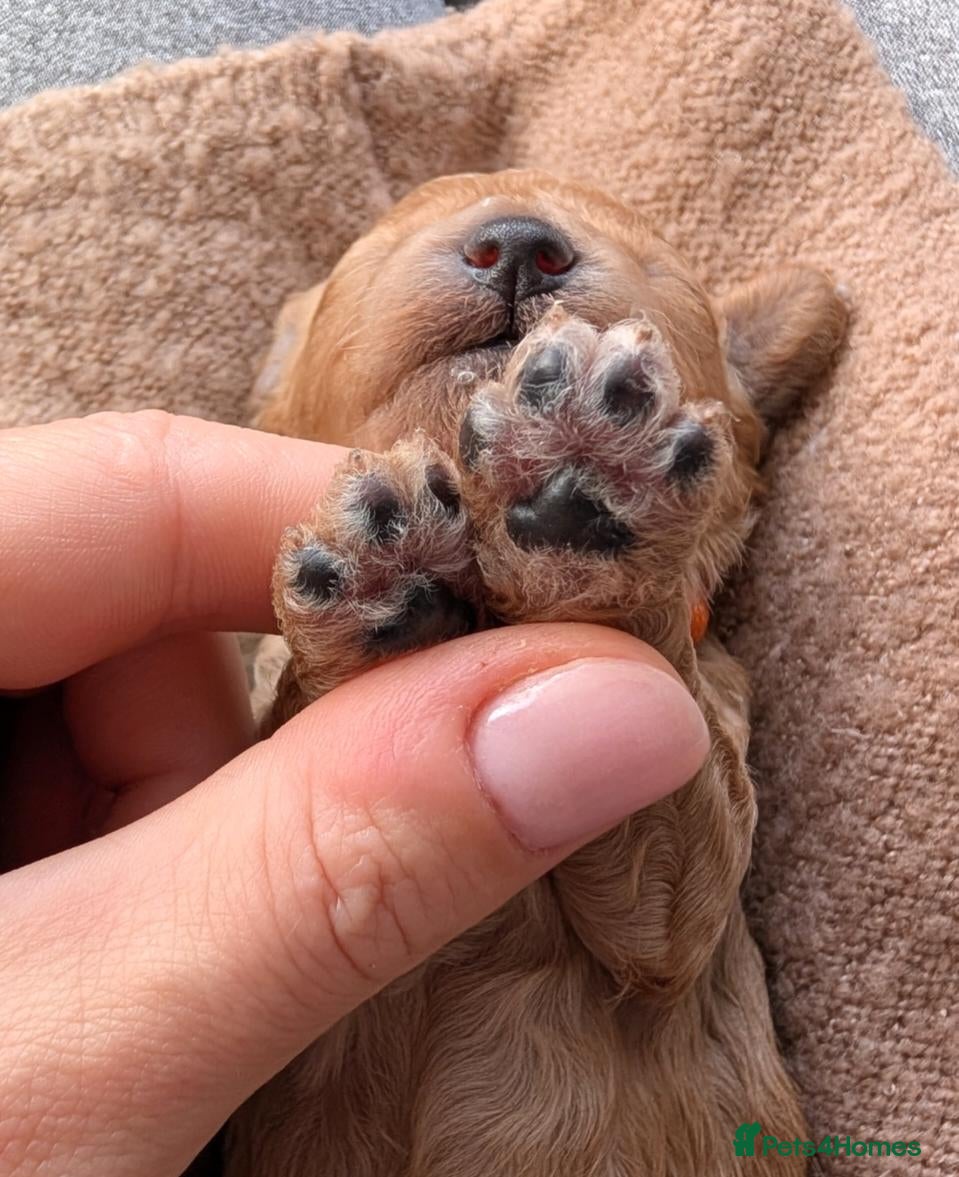 Toy Poodle dogs ❤️Toy poodl puppies❤️ HEALTH TESTED PARENTS  - Advert 6