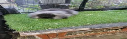 Mini Lop rabbits for sale: Seal point & sable lion lop baby rabbits 9 weeks - Advert 4