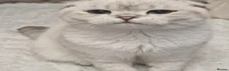 Scottish Fold cats for sale: Adorable Scottish Fold & Straight Kittens - Advert 3