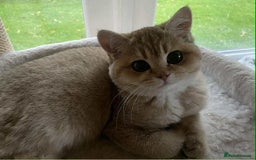 British Shorthair cats for sale: beautiful nature Golden BSH boys  - Image 7