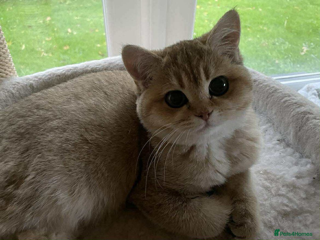 British Shorthair cats for sale: beautiful nature Golden BSH boys  - Image 7