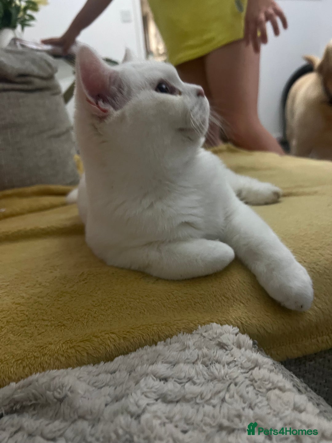 Brazilian Shorthair cats for sale: Last 2 BSH BOYS GCCF registered !!! - Image 13