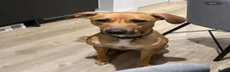 Mixed Breed dogs for sale: Loving & Playful 4 Year-Old Staffy x Saluki – Nala - Advert 2