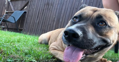 Mixed Breed dogs Beautiful German Shepherd cross puppies  - Advert 2