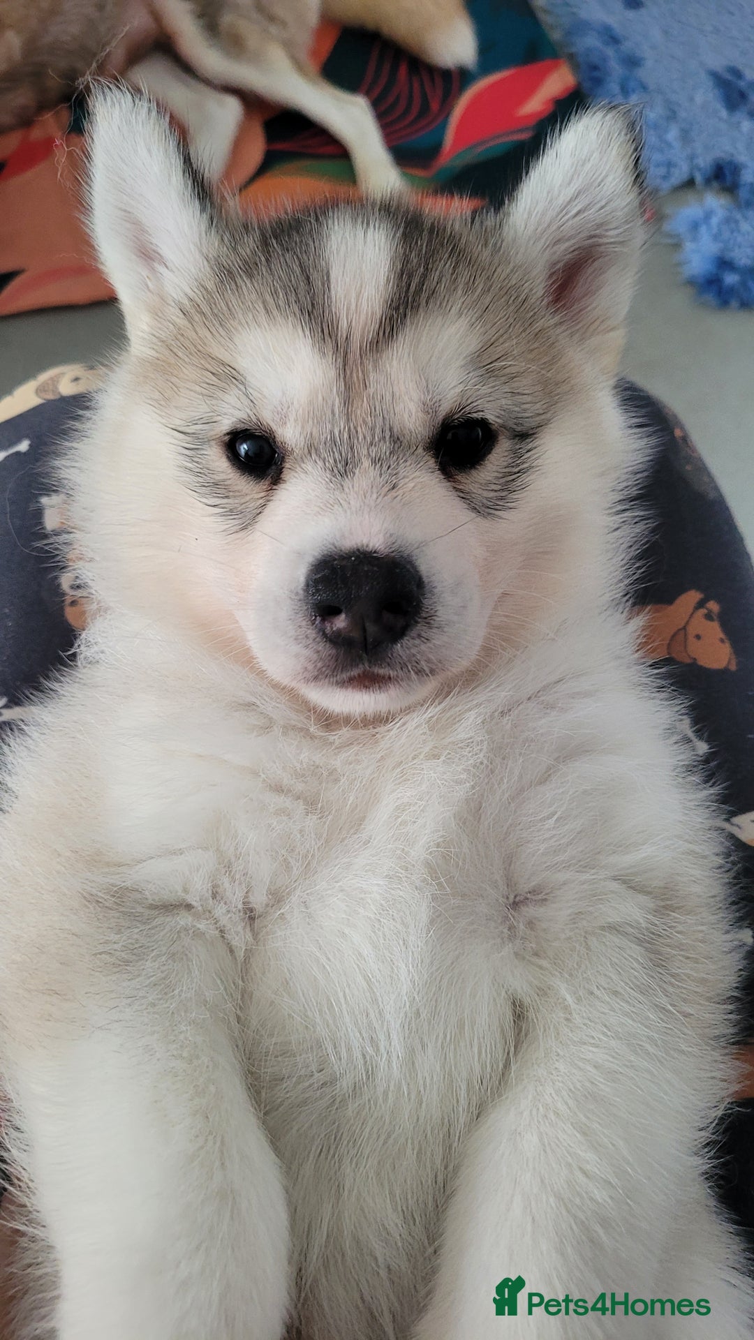 Siberian Husky dogs for sale: Best Quality Siberian Husky Puppies in Scotland - Image 16