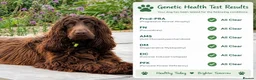 Cocker Spaniel dogs for sale: Chocolate cocker spaniels health tested parents  - Advert 4