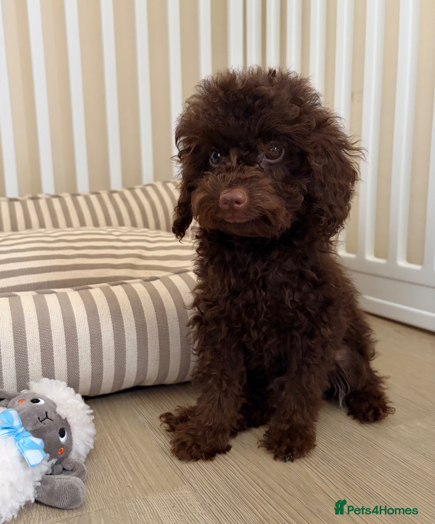 Cockapoo dogs Extensively Health tested cockapoo puppies  - Advert 2