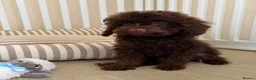Cockapoo dogs for sale: Extensively Health tested cockapoo puppies  - Advert 3