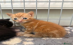 Ragdoll cats for sale: 4 ragdoll x tabby kittens left - Image 7