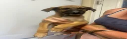 Mixed Breed dogs for sale: Lurcher puppies GSD x saluki ready now  - Advert 5
