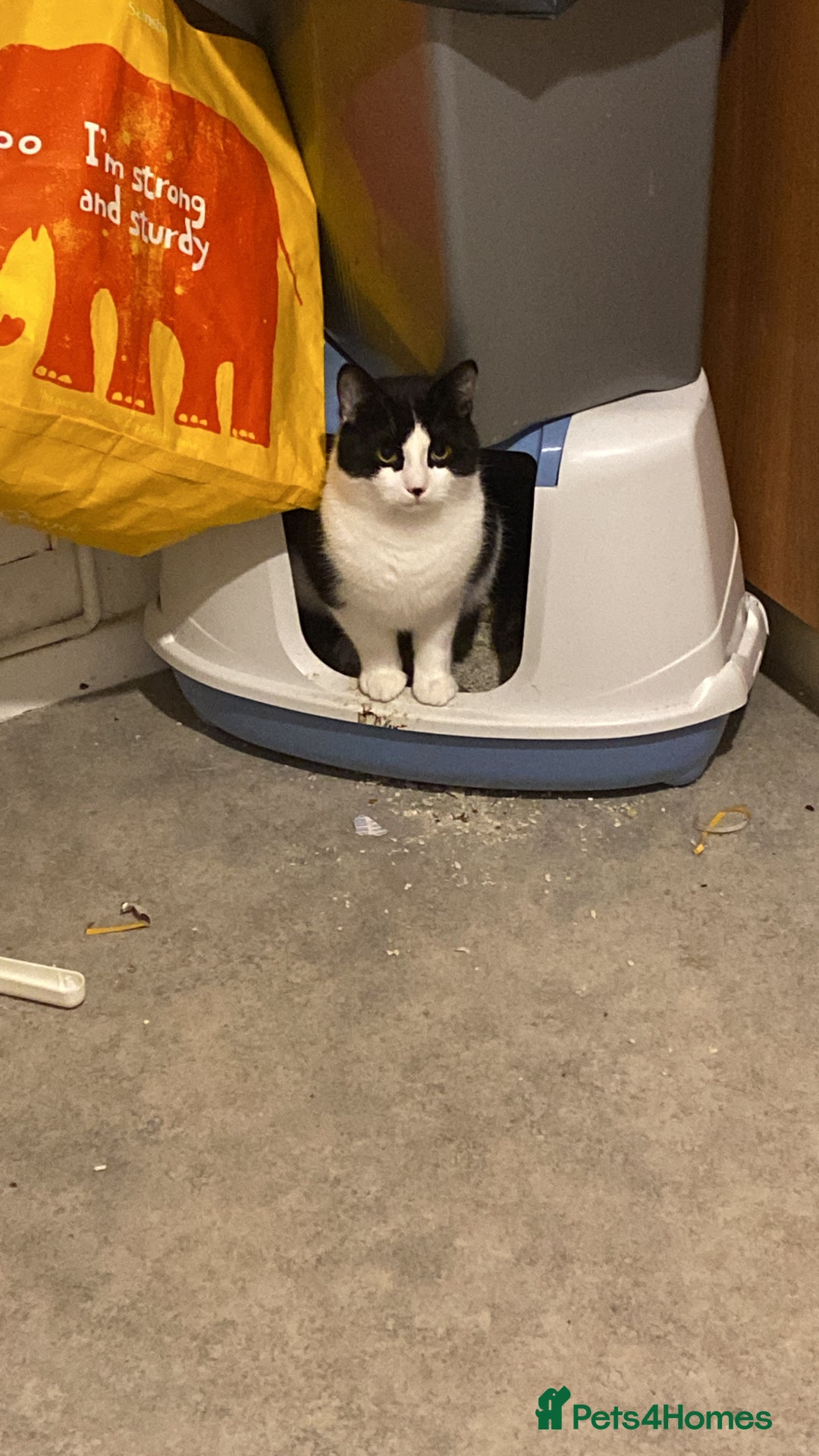 Mixed Breed cats for sale: 9 month old male kitten - Advert 2