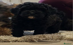 Cockapoo dogs for sale: Mr David  - Image 3