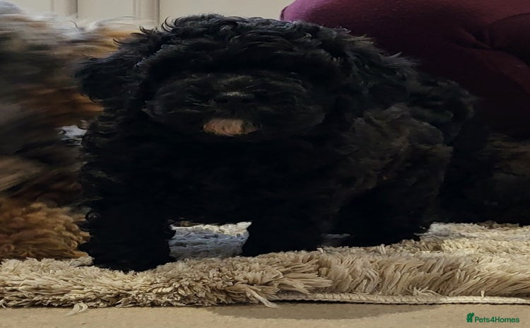 Cockapoo dogs - Advert 4