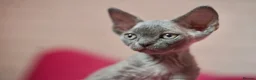 Devon Rex cats for sale: ❤️ Pure Line Devon Rex Kittens Available ❤️ - Advert 8
