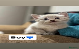 Mixed Breed cats for sale: Kittens for sale  - Advert 10