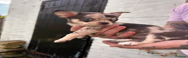 Chihuahua Puppy 1