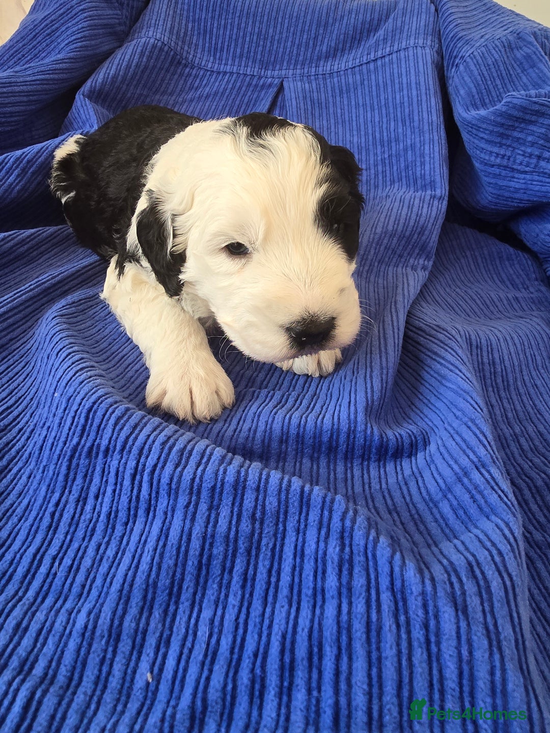 Sheepadoodle dogs for sale: Sheepadoodle puppies 1 boy left - Image 1