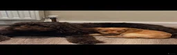 Cockapoo dogs for sale: F2 beautiful home bred puppies - Advert 9