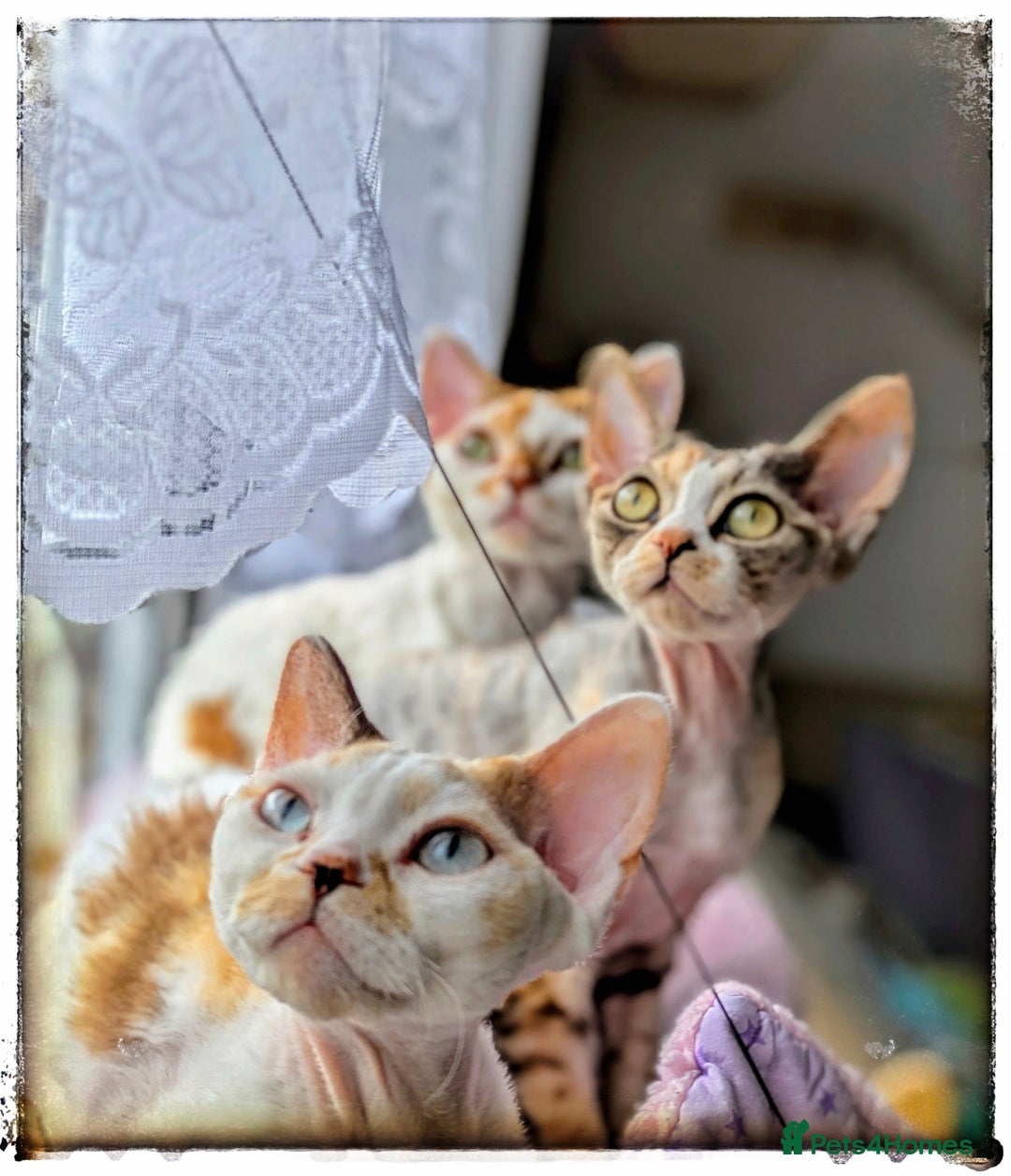 Devon Rex cats for sale: ✨Stunning Devon Rex girl- available now - Image 3