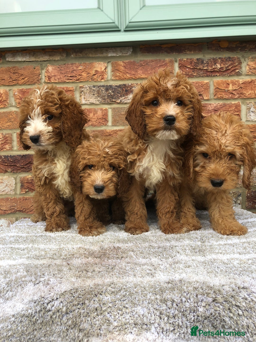 Cockapoo dogs for sale: Stunning red cocapoo, Puppy - Image 11
