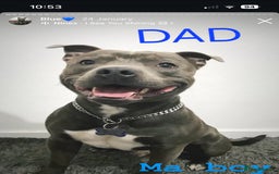 Staffordshire Bull Terrier dogs for sale: Gorgeous chunky male staffys - Image 3