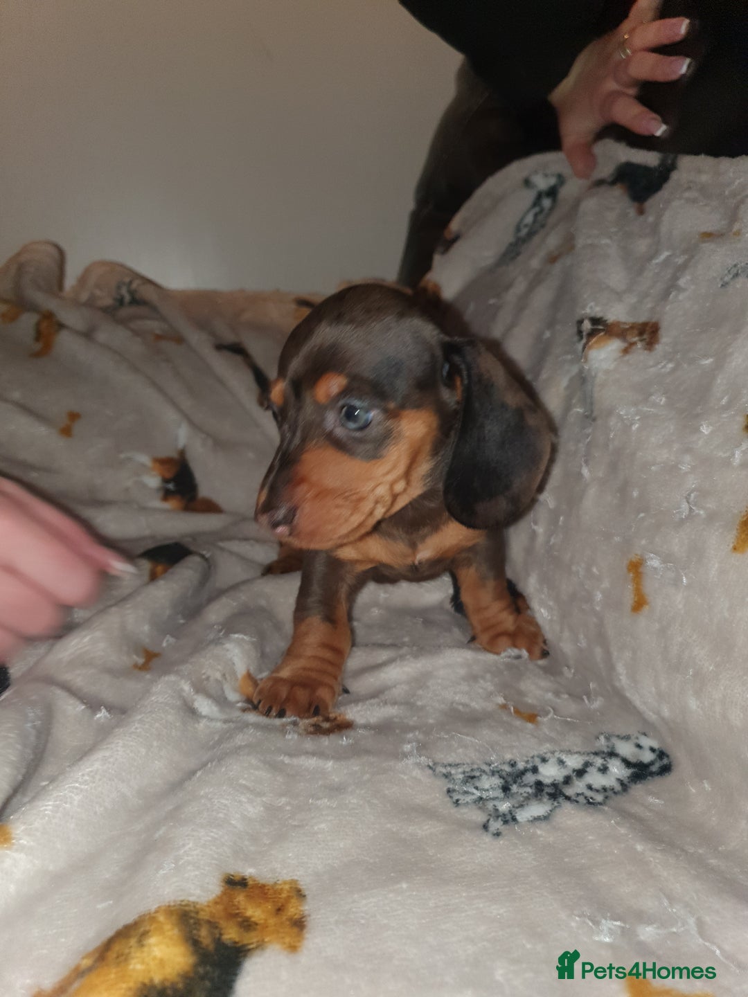 Miniature Dachshund dogs for sale: Minature dachshunds - Advert 7