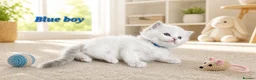 Ragdoll cats for sale: Stunning Ragdoll Kittens – Boys Only  - Advert 15