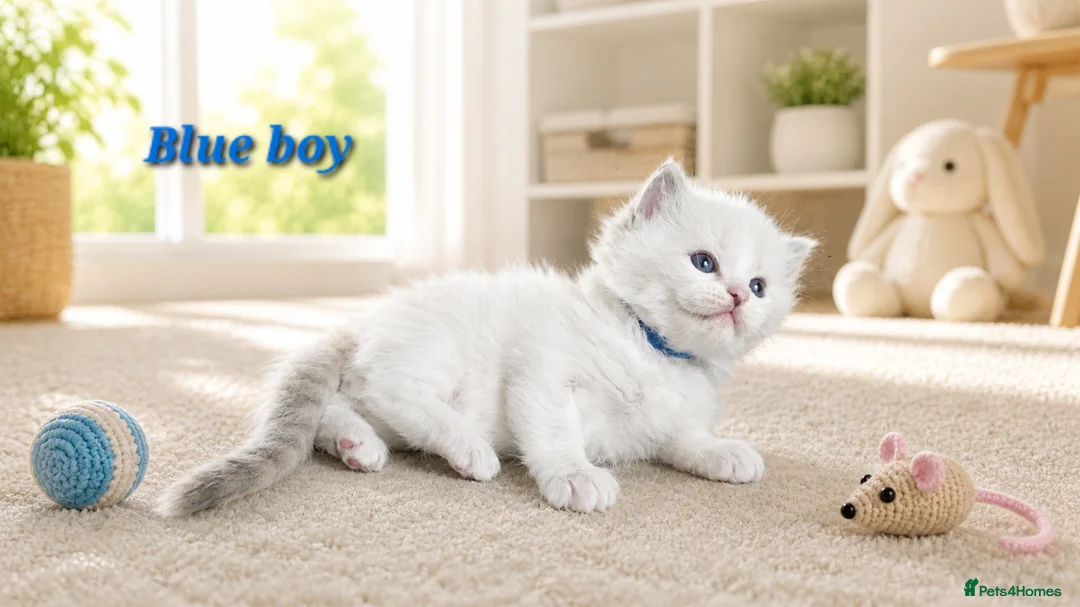 Ragdoll cats for sale: Stunning Ragdoll Kittens – Boys Only  - Advert 15