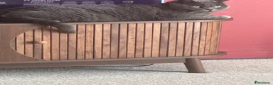 British Shorthair 1