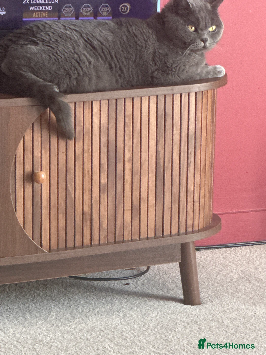 British Shorthair cats for sale: Beautiful British shorthair  - Advert 2