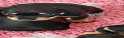 Mixed Breed dogs for sale: Adorable F1 Schnoxie puppies - Advert 3