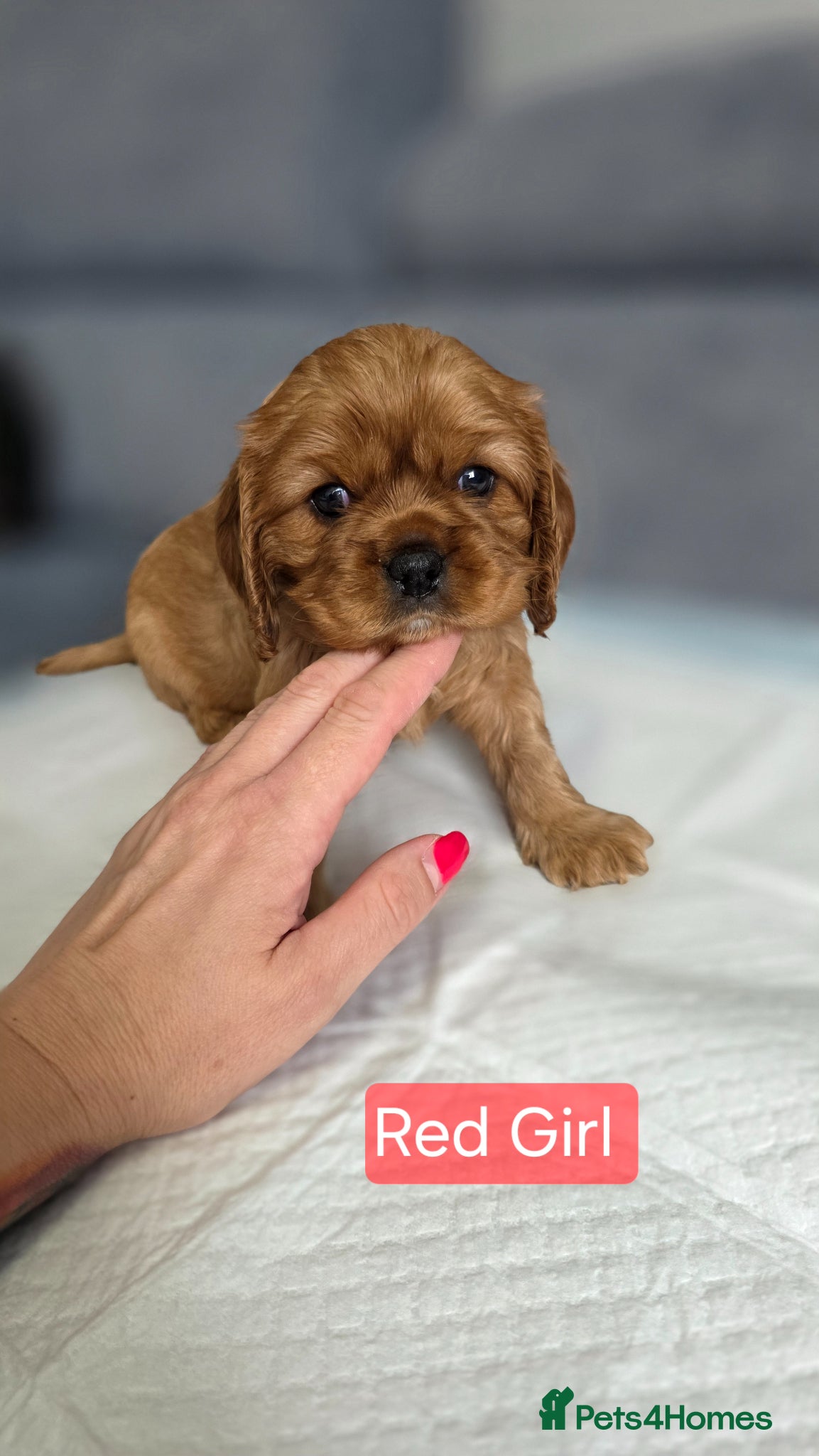 Cavalier King Charles Spaniel dogs for sale: Beautiful Cavalier King Charles Spaniel  in Nottingham - Advert 5