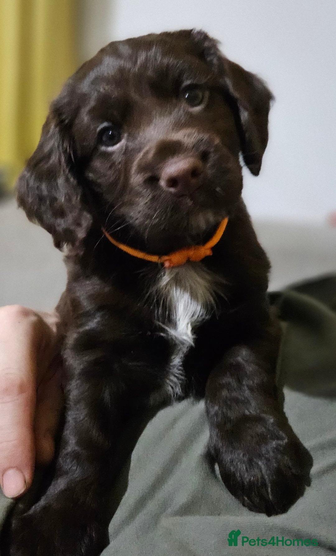 Cocker Spaniel dogs for sale: 5 stunning Cocker Spaniel puppies for sale.  - Advert 22