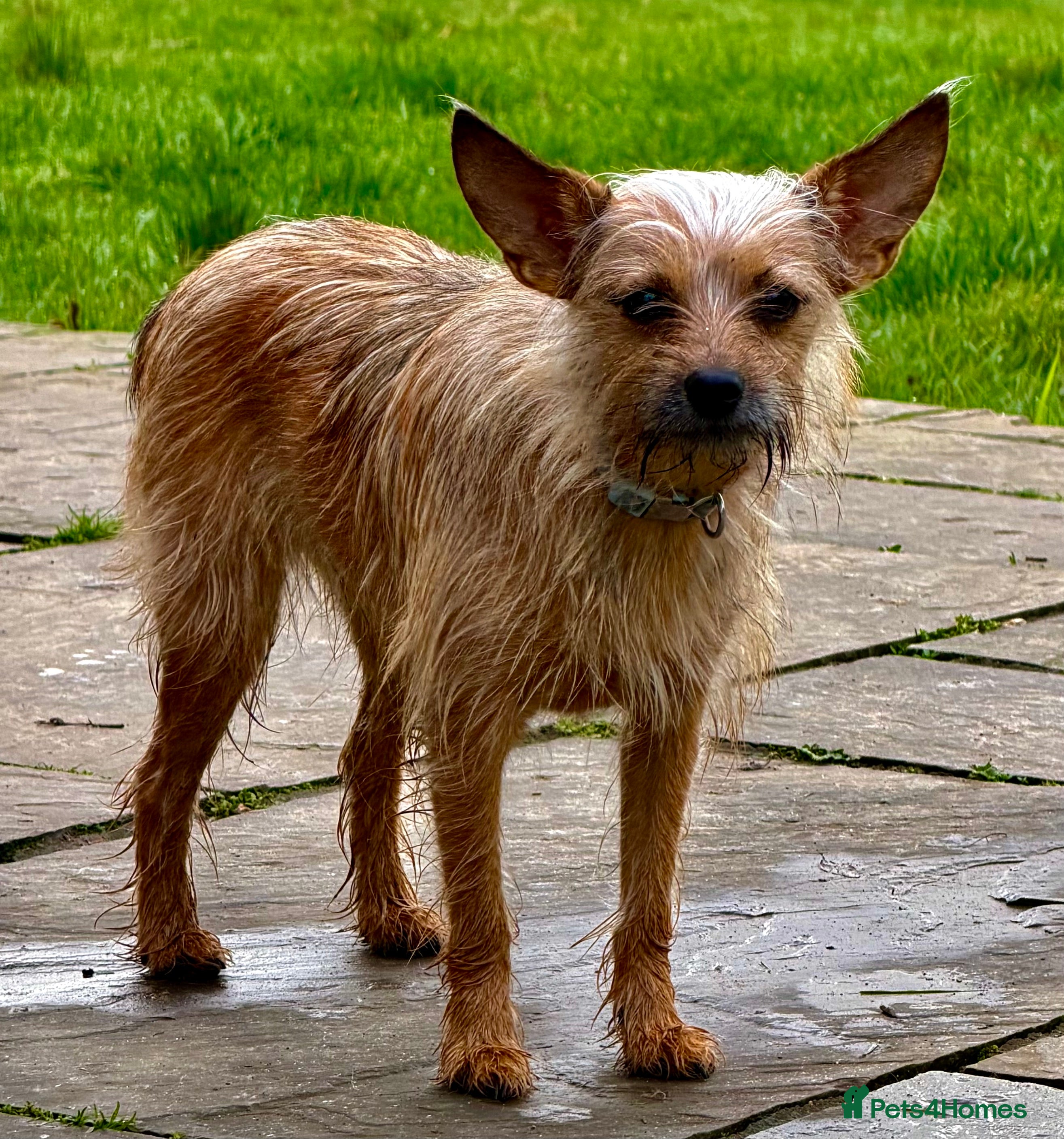 Norfolk Terrier dogs 🐾 MAMBI – Female Norfolk Terrier - Advert 5