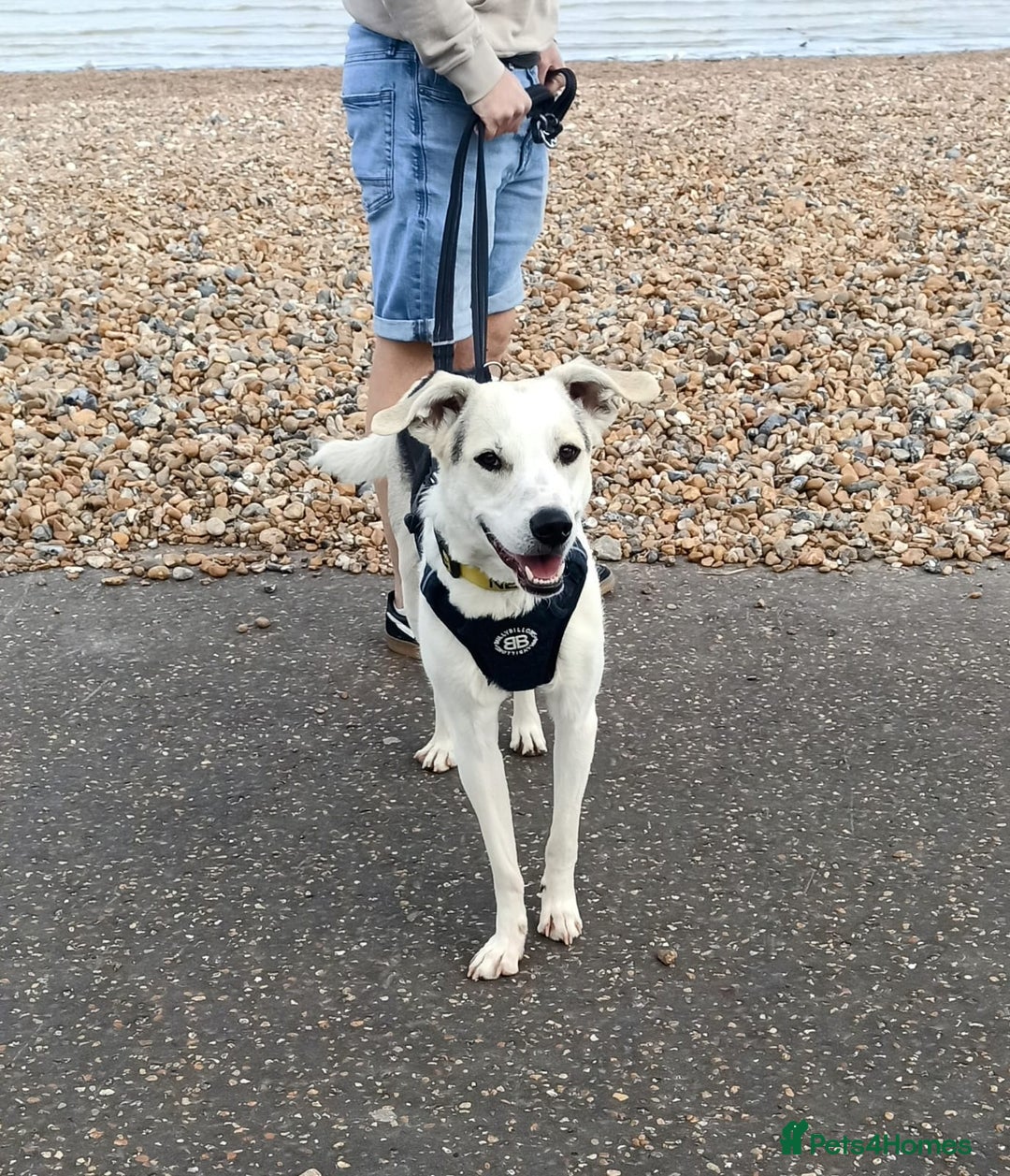 Mixed Breed dogs for adoption: 11 Month Old George is looking for a new home - Image 3