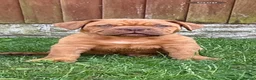Dogue De Bordeaux dogs for sale: **world class puppy’s. READY NOW** - Advert 7