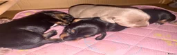 Miniature Dachshund dogs for sale: Beautiful Miniature Dachshund Puppies 🐾❤️ - Advert 29