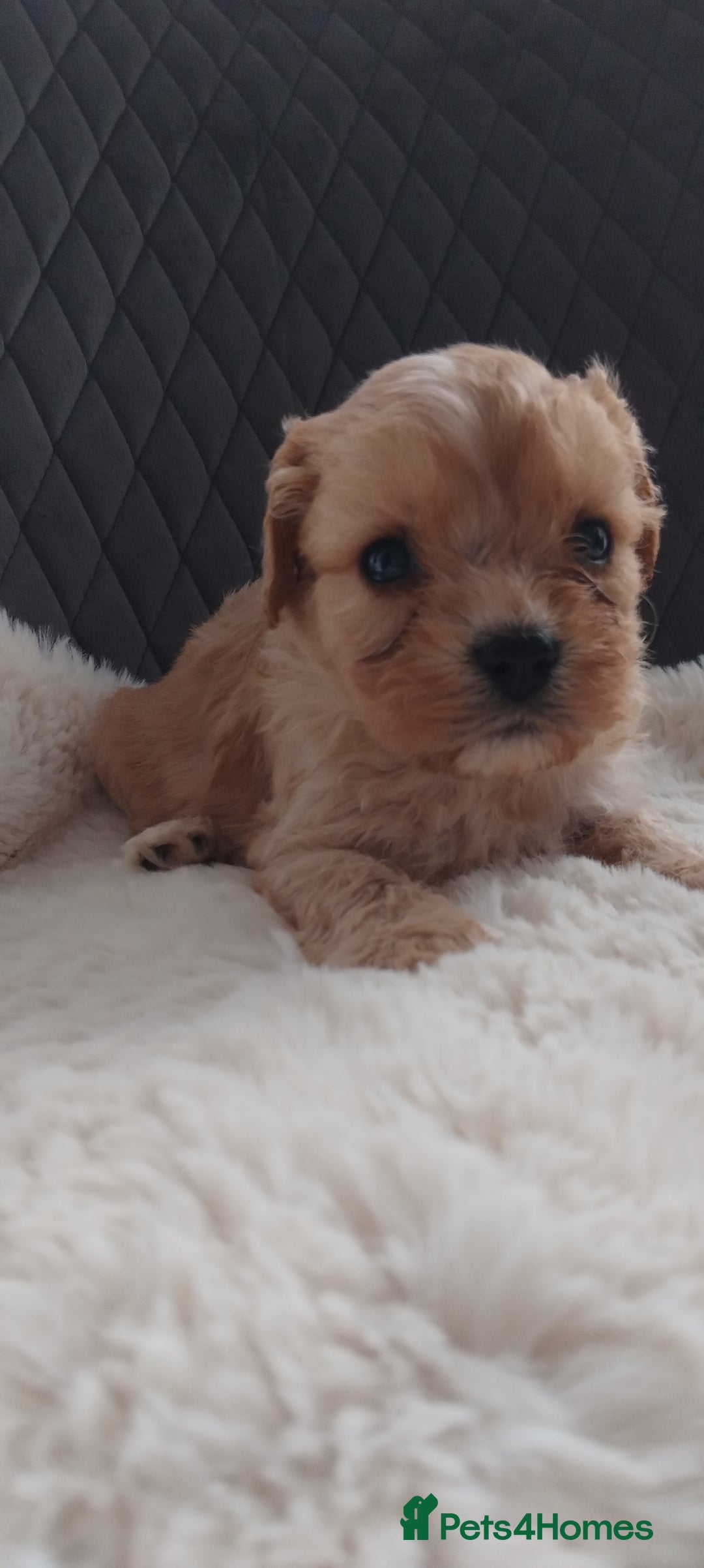 Cavapoo dogs for sale: Stunning cavapoo puppies - Image 4