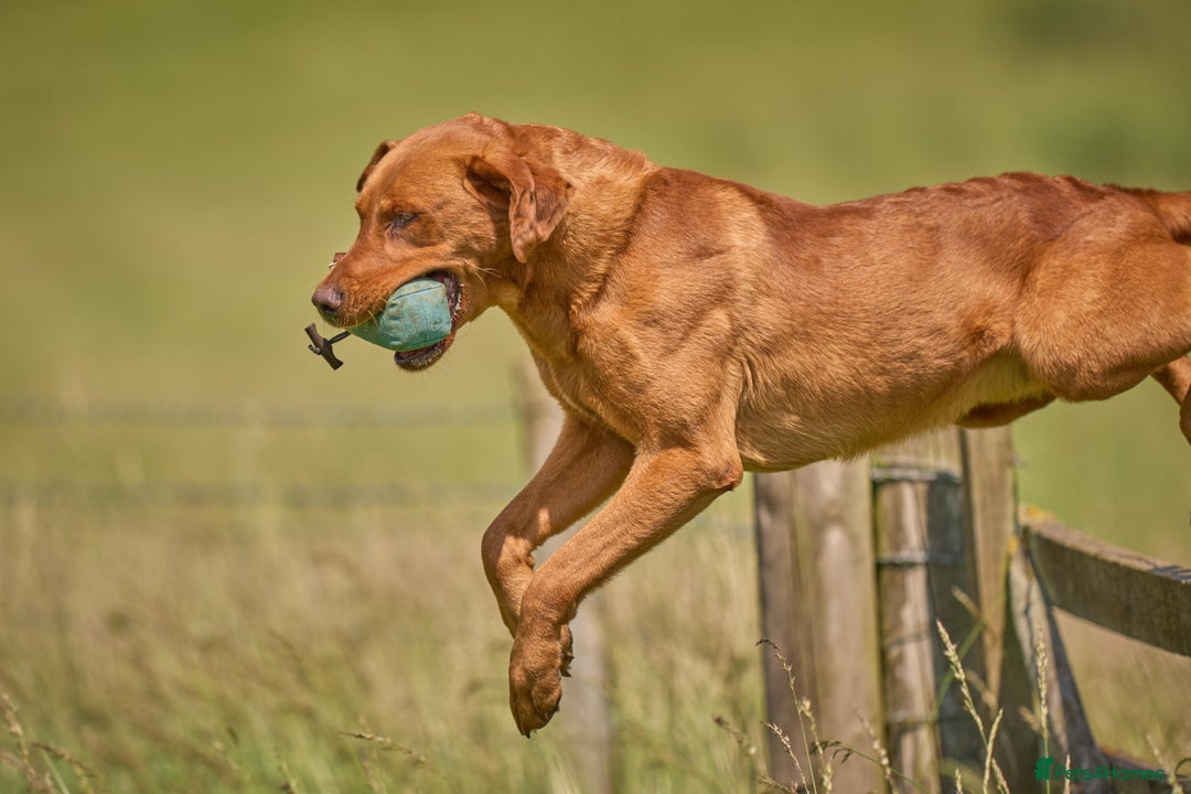 Labrador Retriever dogs for sale: HEALTH TESTED CHAMPIONSHIP PEDIGREE BLACK LABRADOR - Image 5