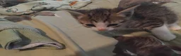 British Shorthair cats for sale: kittens for sale now £225 - Advert 9