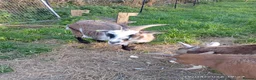 Goats livestock for sale: Two.pigmy goats for.sale in Glastonbury - Advert 7