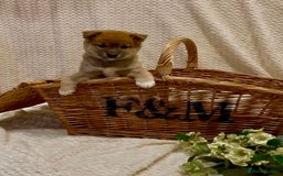Japanese Shiba Inu dogs for sale: 🐾 Beautiful Japanese Shiba Inu Puppies  - Image 5