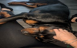 Rottweiler dogs for sale: 1 year 6 month rottweiler needs urgent rehoming - Image 8