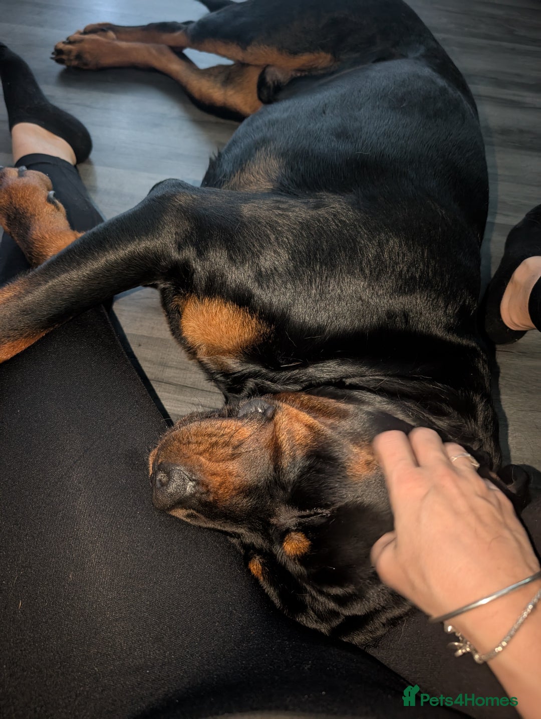 Rottweiler dogs for sale: 1 year 6 month rottweiler needs urgent rehoming - Image 8
